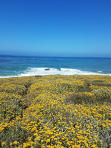 flowers on the Ranch